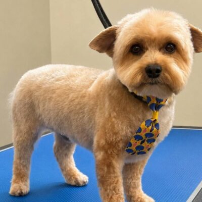 Dog freshly shaven with cute bow tie on at Town and Country Pet Care Center