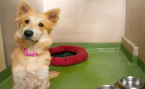 Dog wearing pink collar in boarding suite at Town & Country Pet Care Center near Bensalem, PA