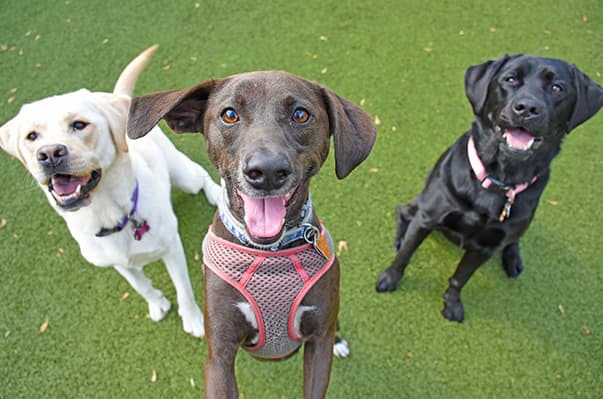 Group of three happy dogs smiling in grass at Town & Country Pet Care Center near Bensalem, PA