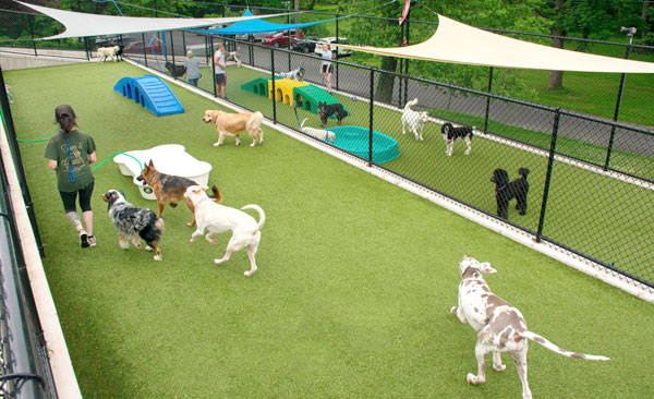 Dogs playing outside in play yards at Town & Country Pet Care Center for Dog Daycare near Newtown, PA