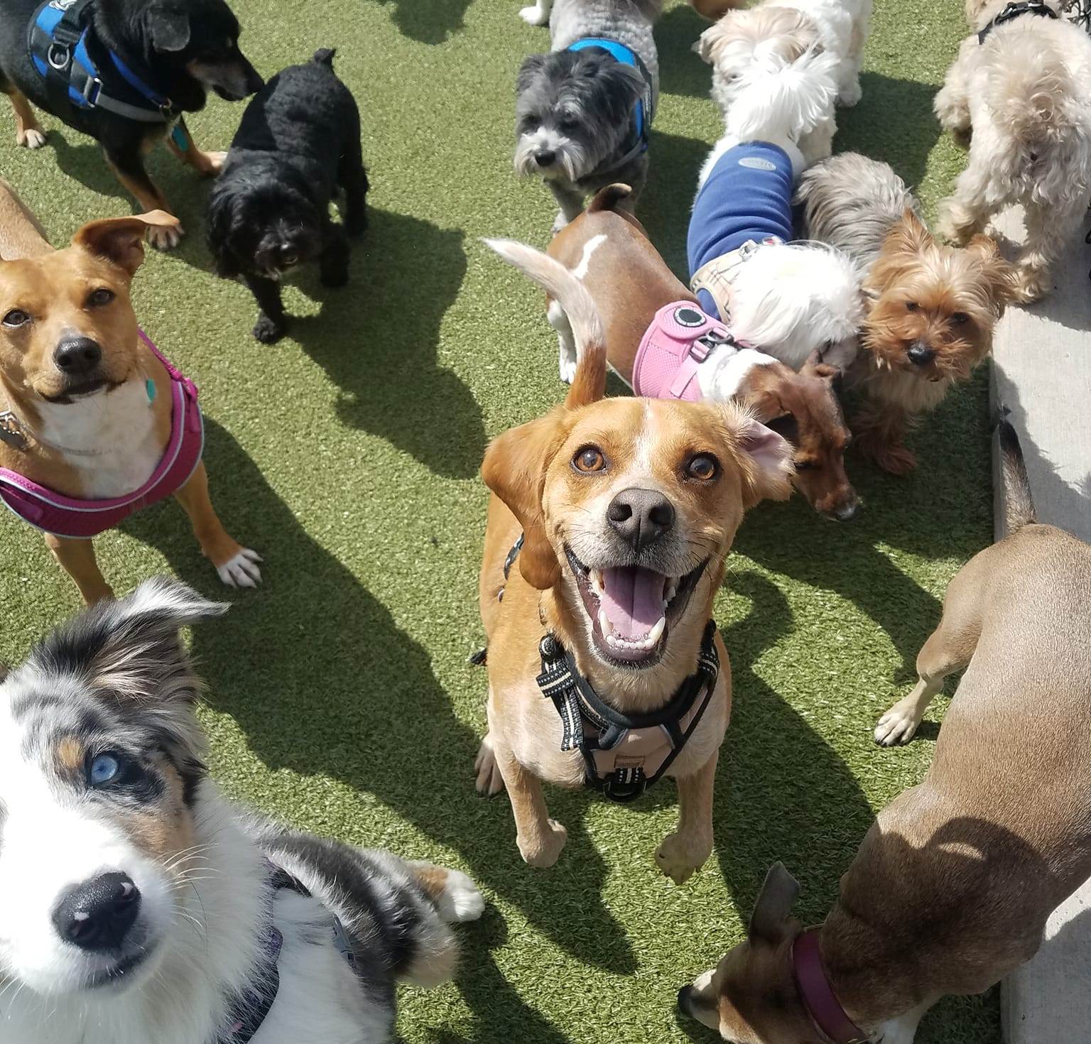 Group of happy dogs playing at Town & Country Pet Resort for Dog Daycare near Newtown, PA