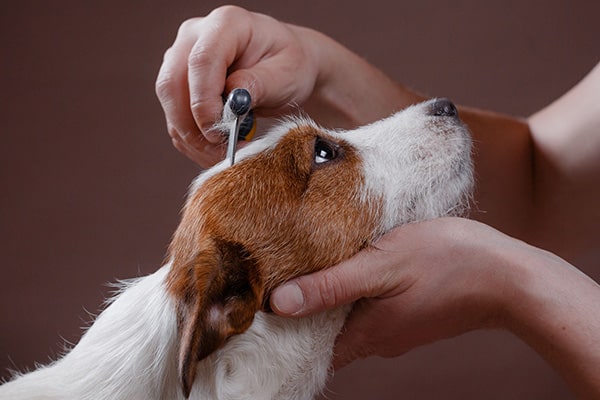 Person combing jack russell at Town & Country Pet Care Center for Dog Grooming near Newtown, PA