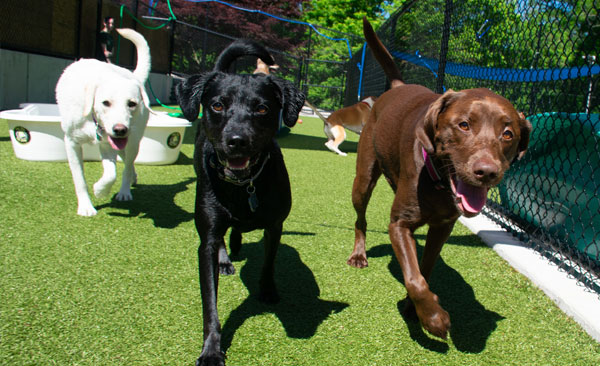 Three different colored labs walking outside at Town & Country Pet Care Center for Dog Daycare near Newtown, PA