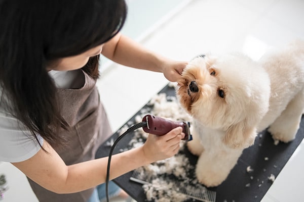 White fluffy dog being shaved at Town & Country Pet Care Center for Dog Grooming near Newtown, PA